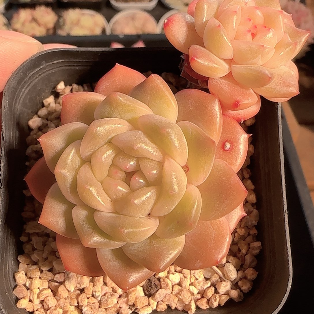 多肉1127-39晴川珍妮