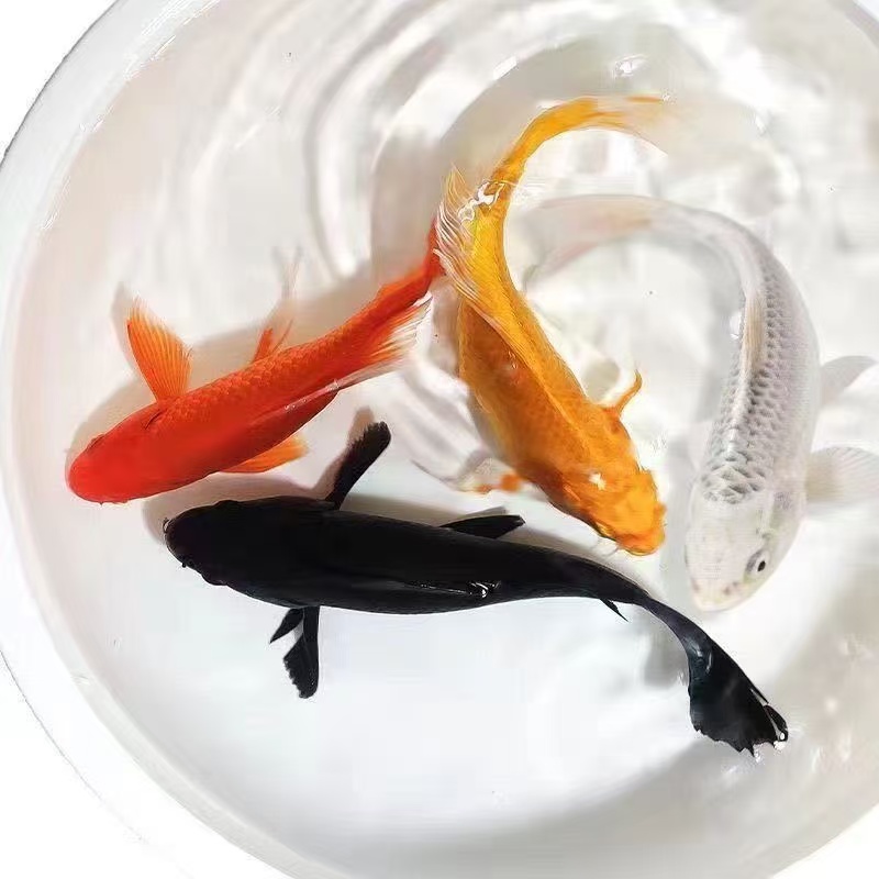 【1黄1红1黑1白】13-16冷水观赏鱼好养耐活淡水鱼活体