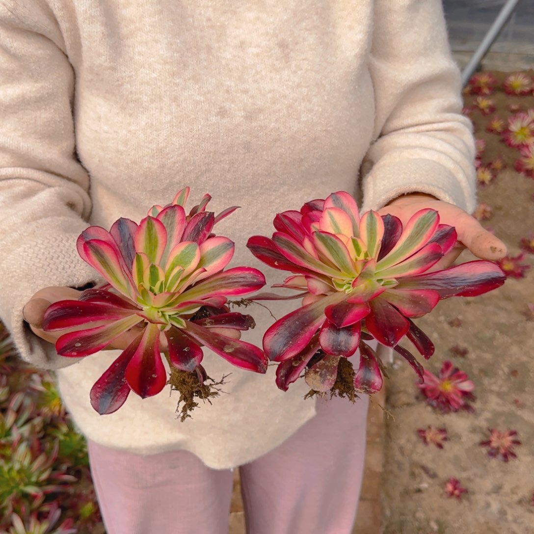 小美杜莎三颗9.99