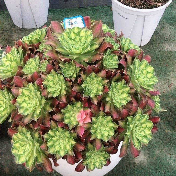 900韶华多肉法师