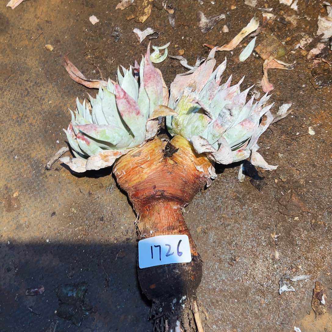 漠然衣仙女杯多肉