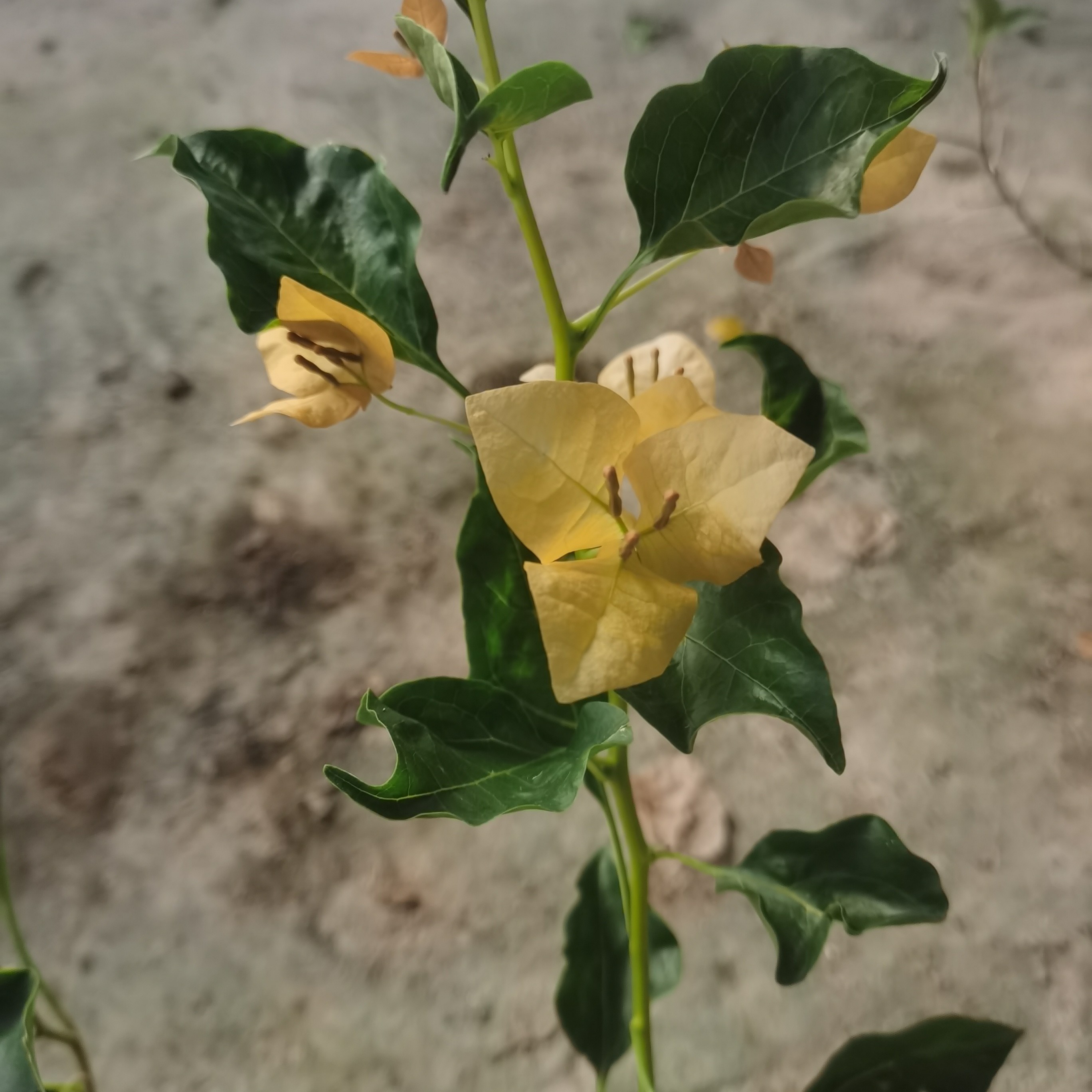 蒙黄盆景三角梅大棵带花苞花卉好养易庭院阳台四季庭院绿植树木