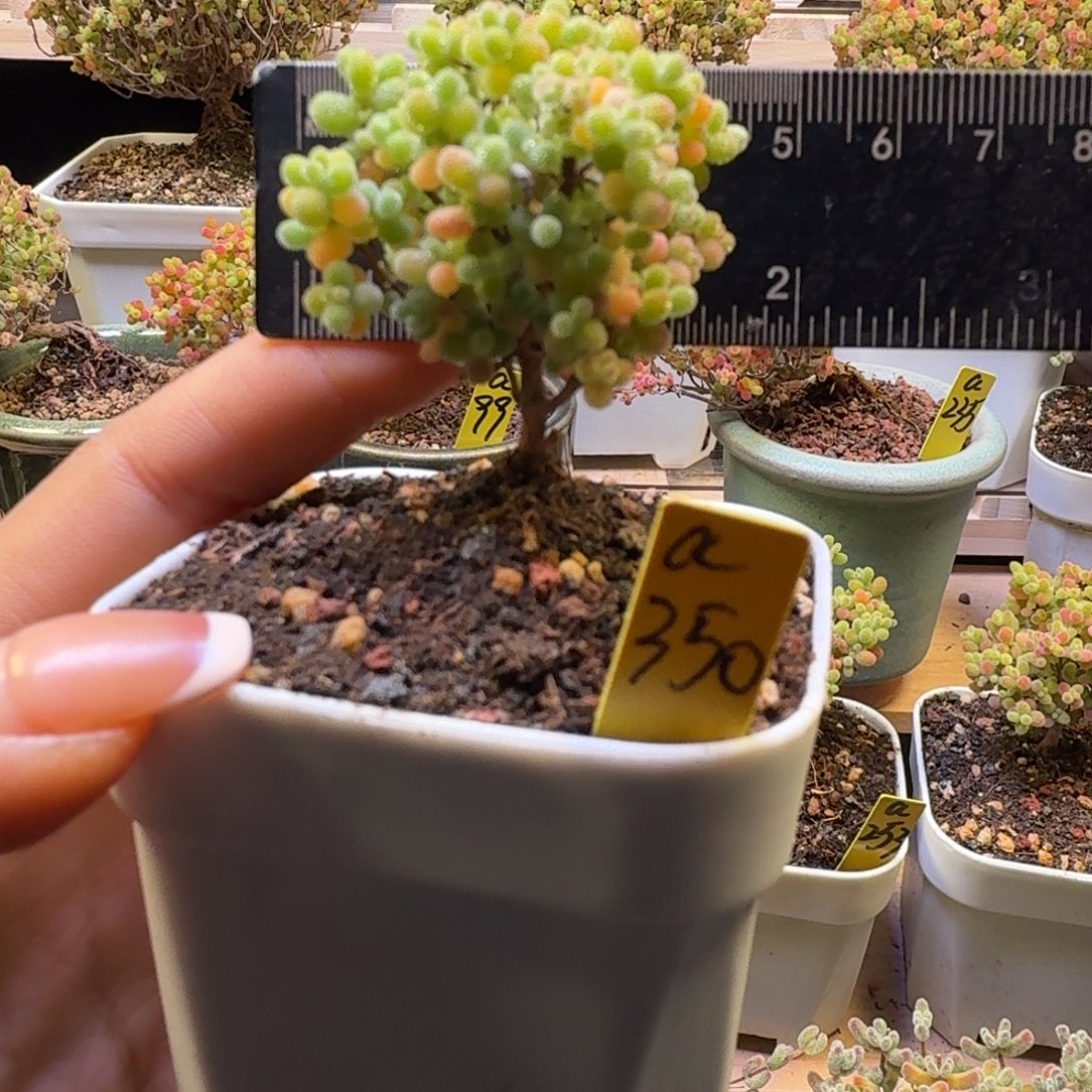 a350号橘子糖冠服4厘米左右