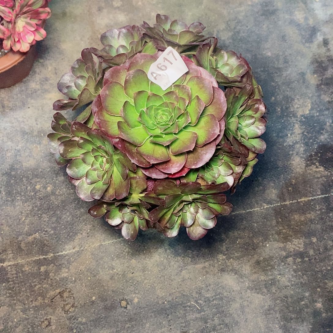 魅金玫瑰617炖肉111111