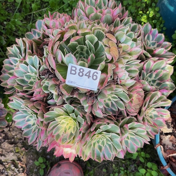 旅***1颜如玉9-17-846偏远不包邮