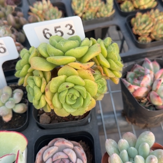 653百合丽丽一物一拍多肉