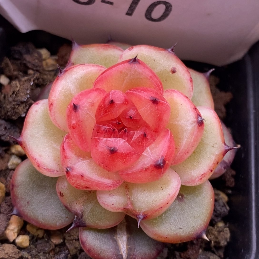 【闪购商品】18-10星光珍妮