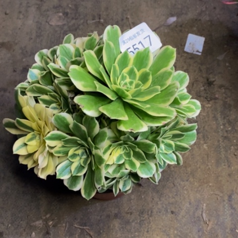 迈巴赫多肉植物5517