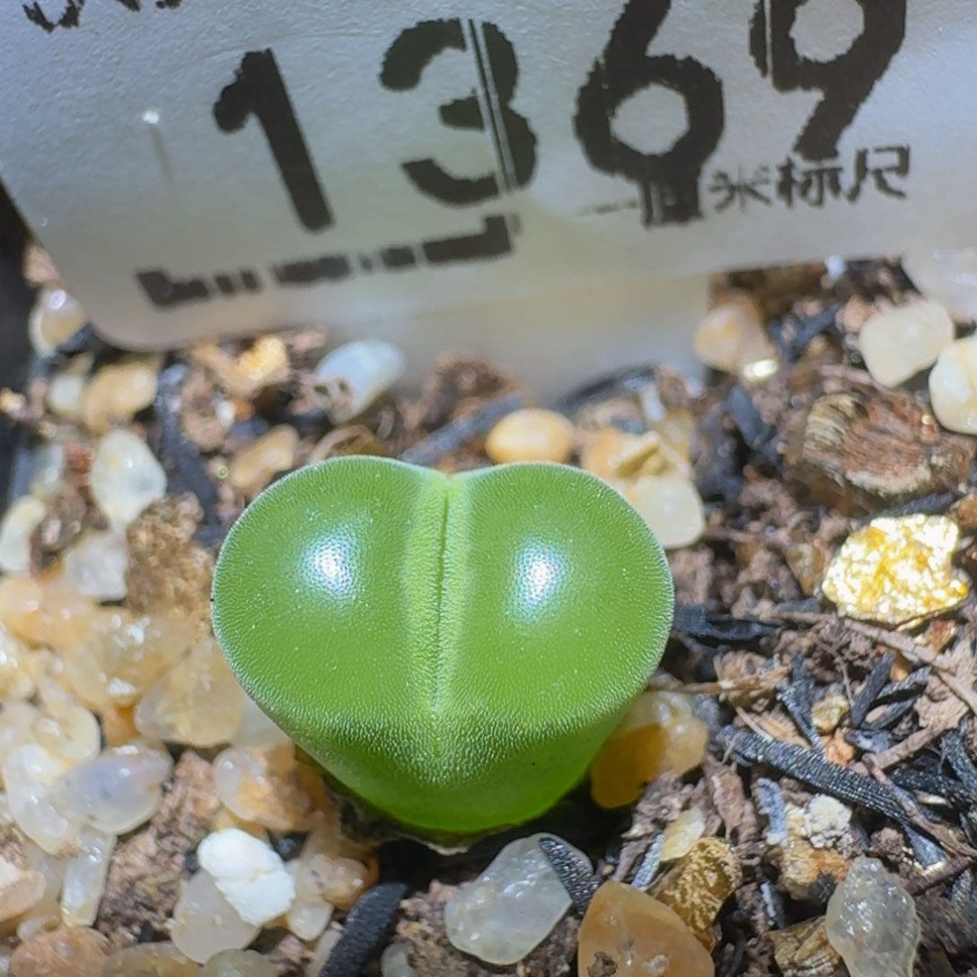 Ssss精品生石花1369