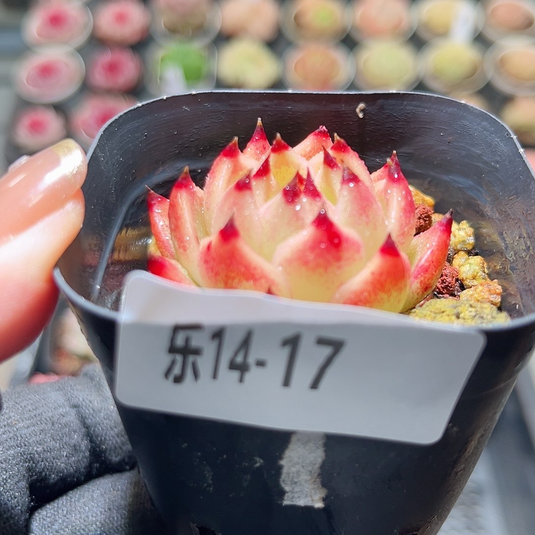 乐14-17 蓝龙单头