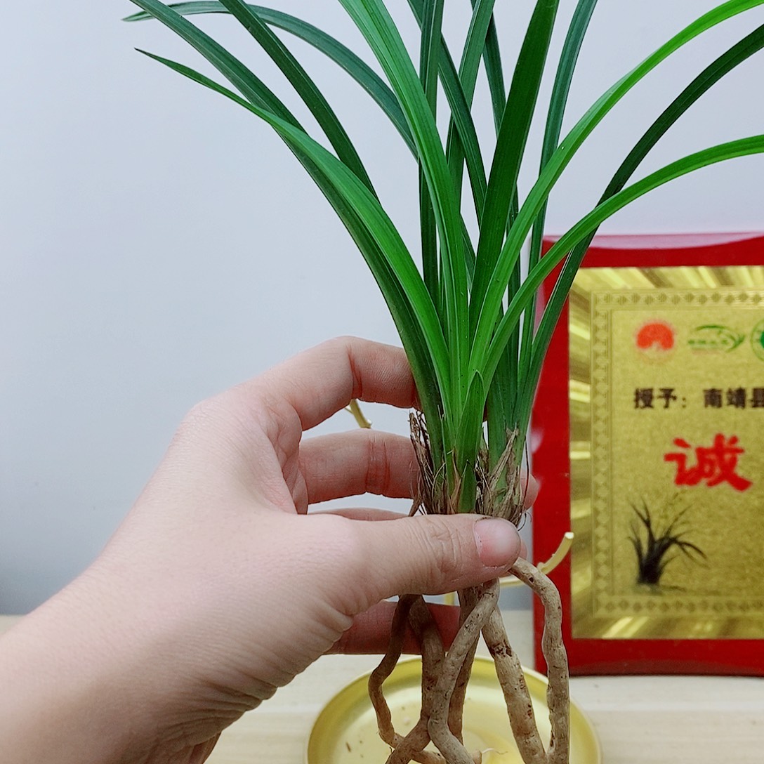 当前无花栽培后可以开花黄