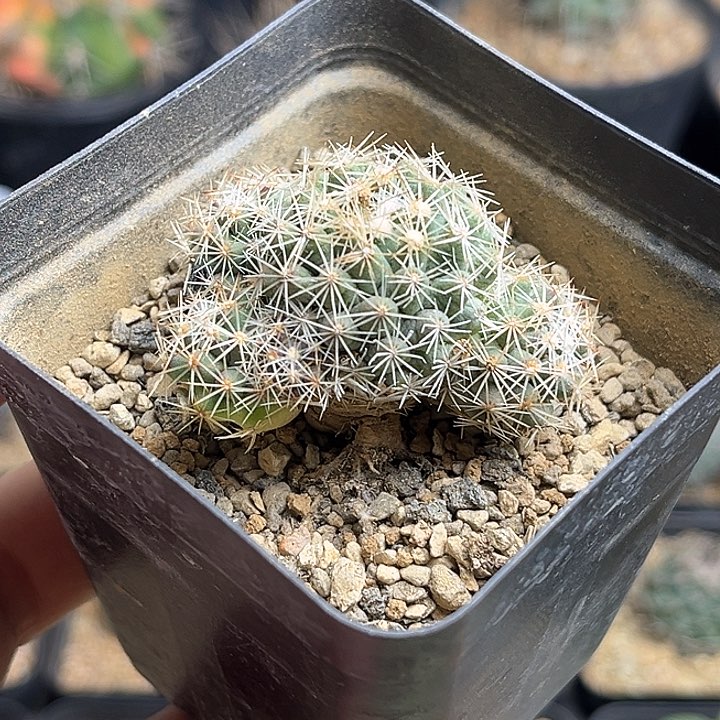 松球属实生球一颗4.3公分