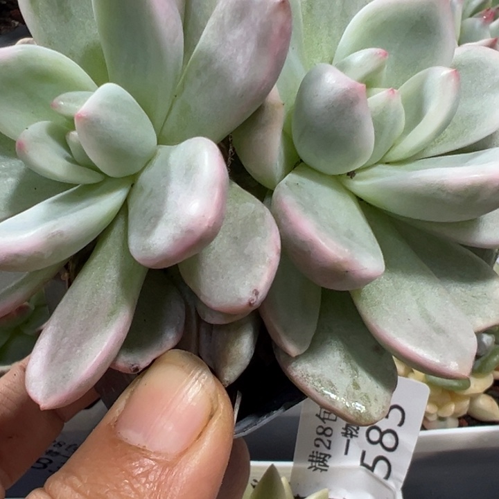 香槟锦双头多肉植物1833