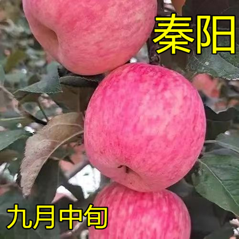 嫁接苹果树苗秦阳苹果树苗烟富众成秦富系列晚熟苹果嫁接树苗