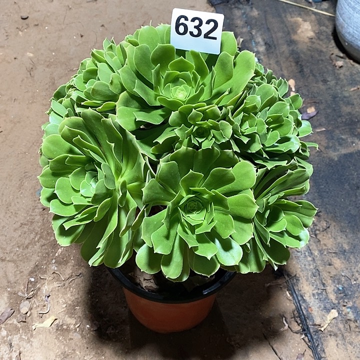 法师植物一物一拍632