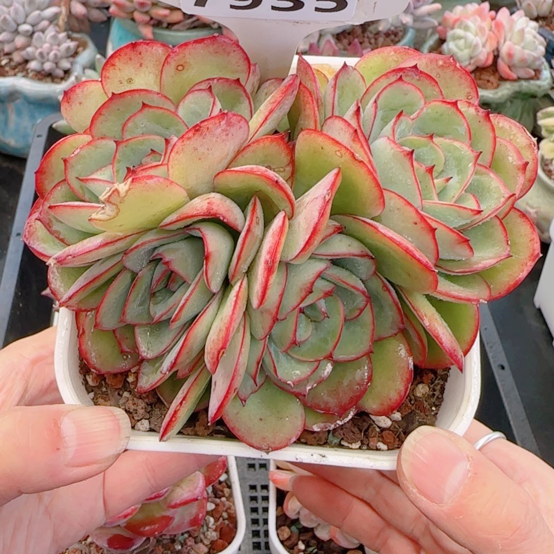 多肉植物7935…………..