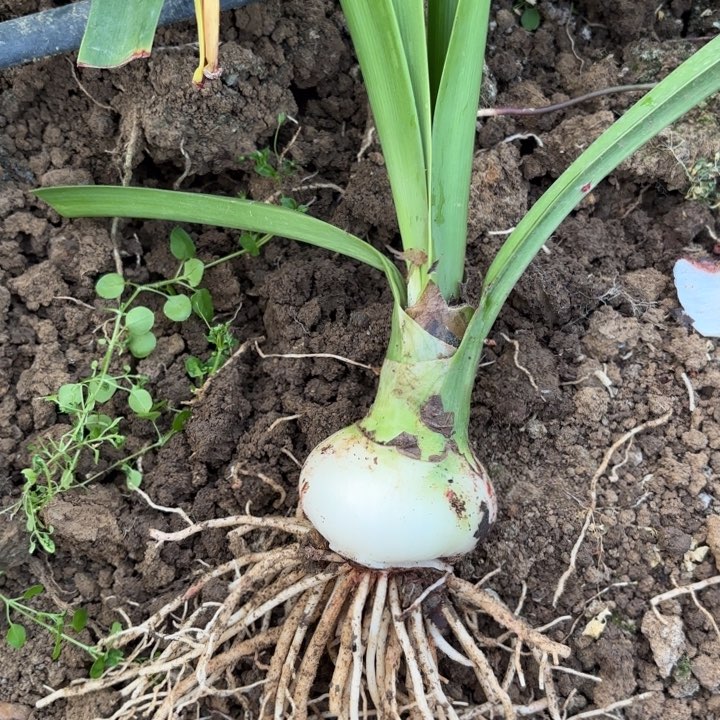 无花朵咔*兔粉色荣耀包对版2729