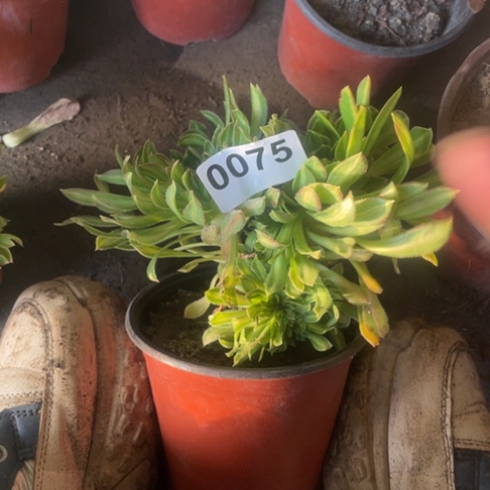 多肉植物0075碧螺春缀