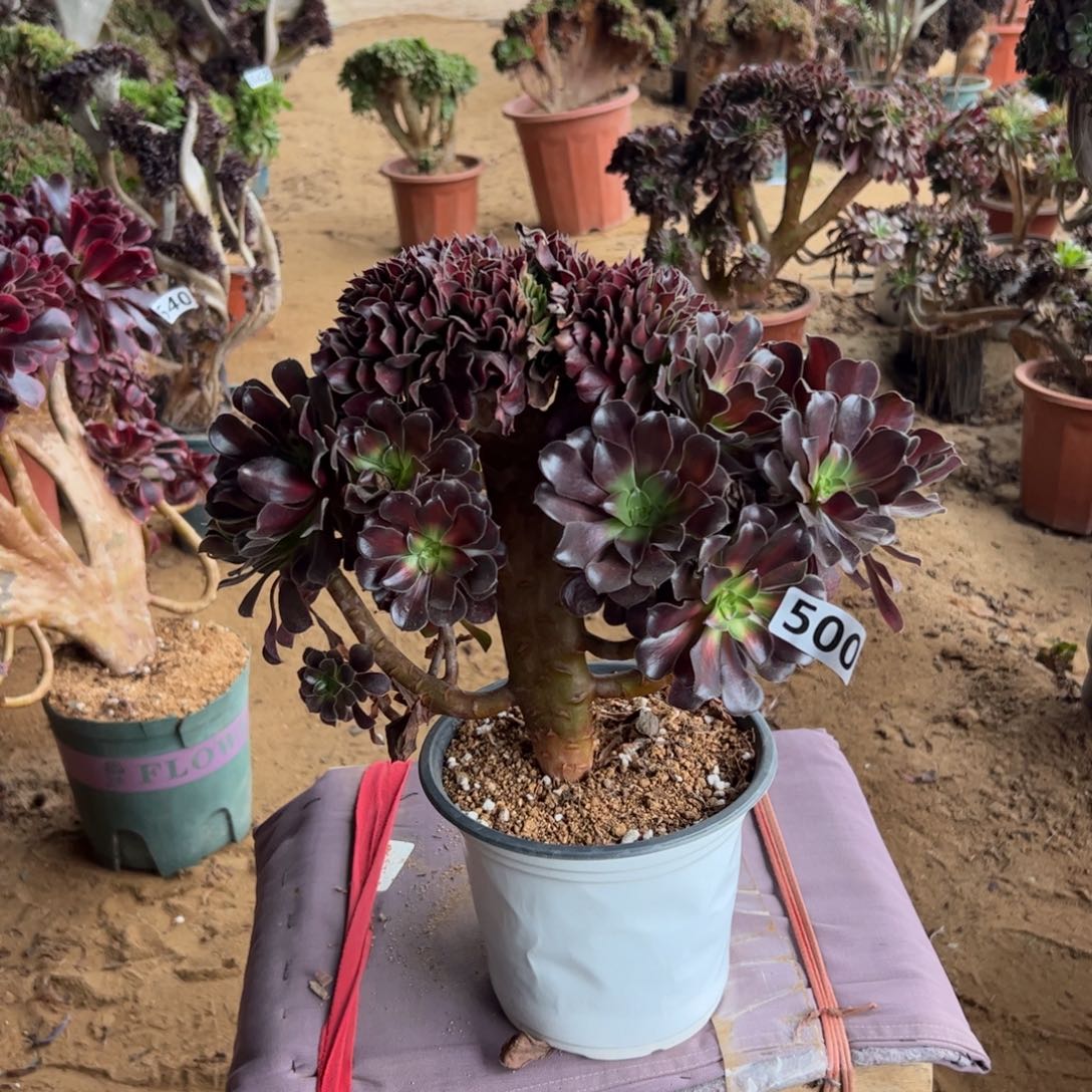 平***人花纳500冠服30厘米