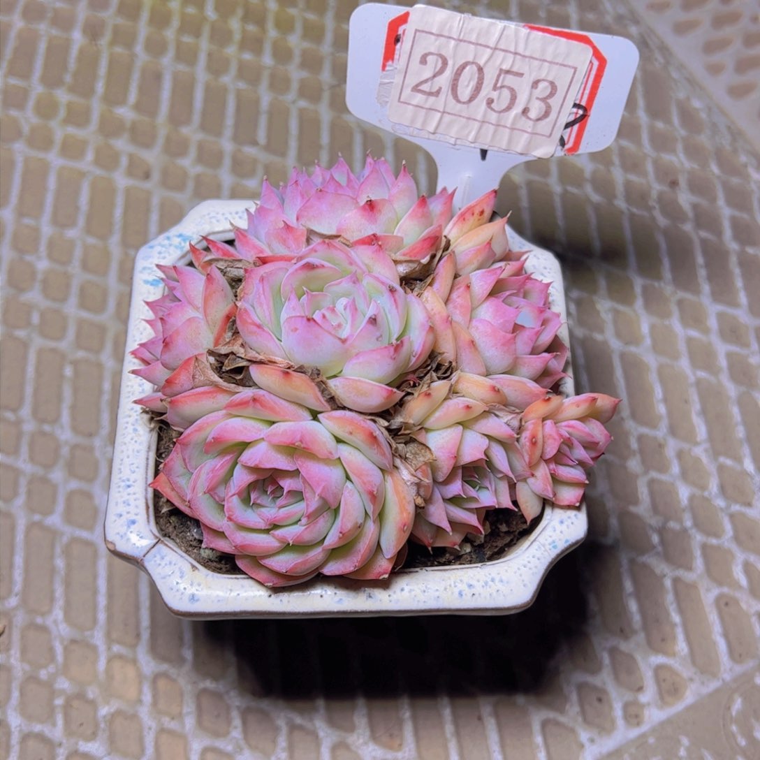 o**星侧影2053多肉植物