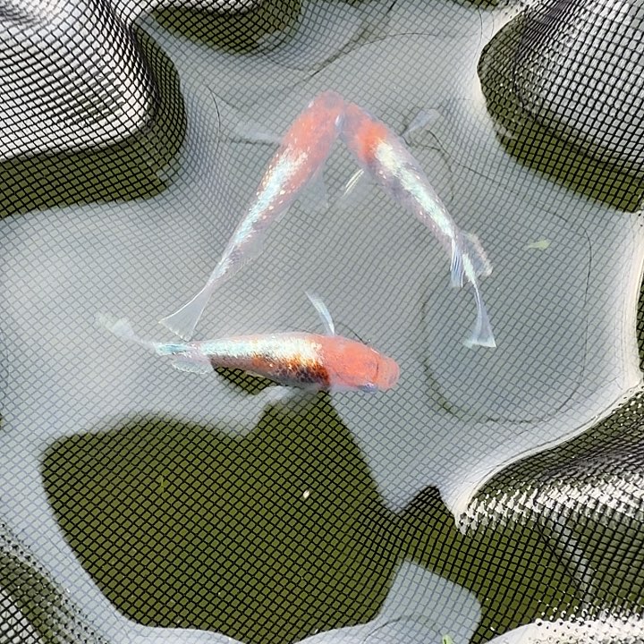 青鳉鱼编号 11  043 条
