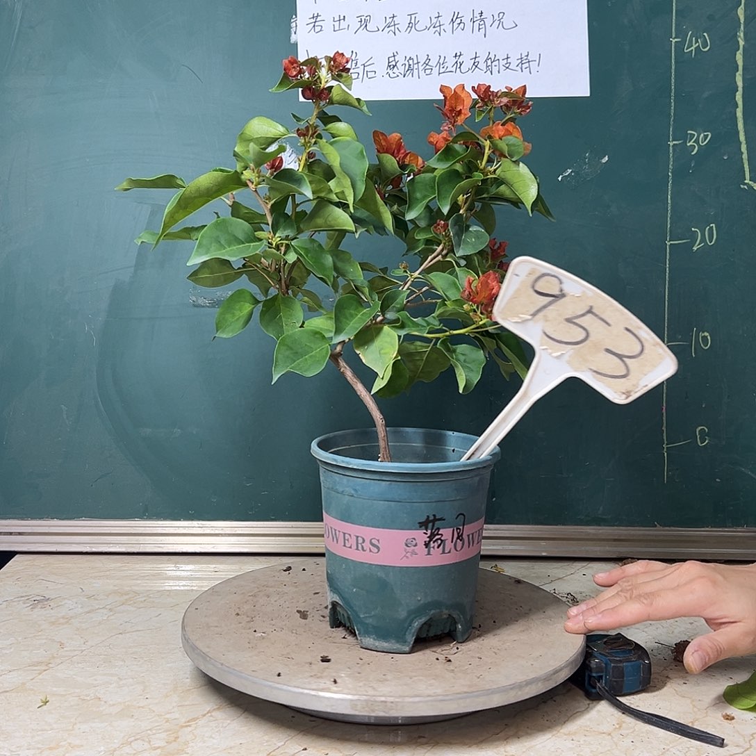 完全开放 福利 细弯杆 落日  953