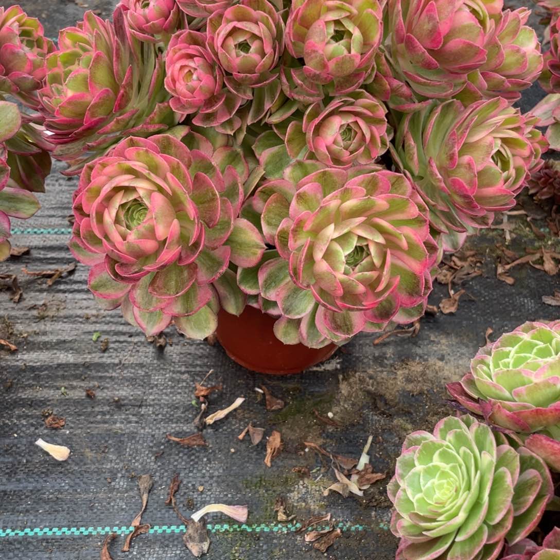 乐*1000000000000000009