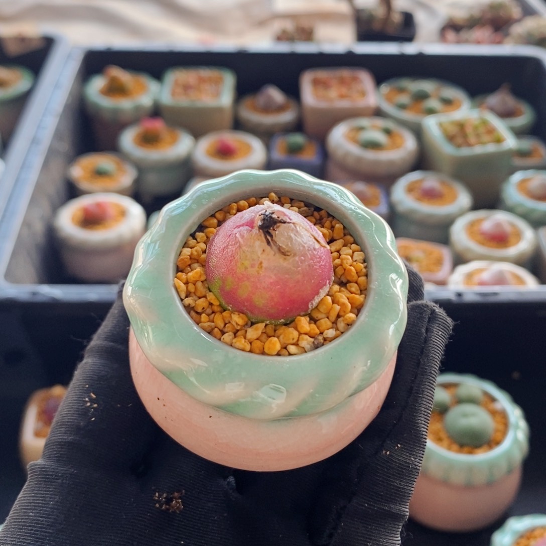 6403 -一物一拍 带盆