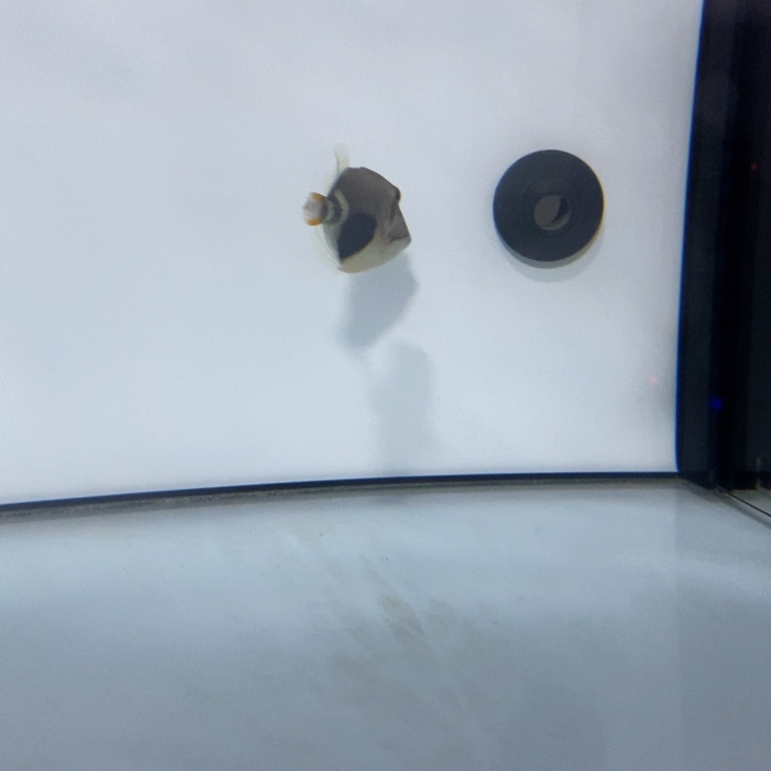 海水鱼海水观赏鱼5-6