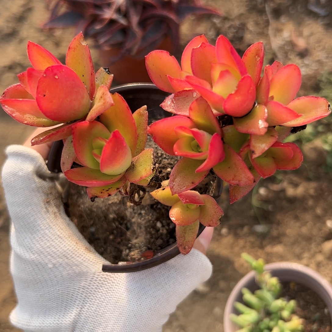 杜呃呃呃呃呃呃呃呃呃
