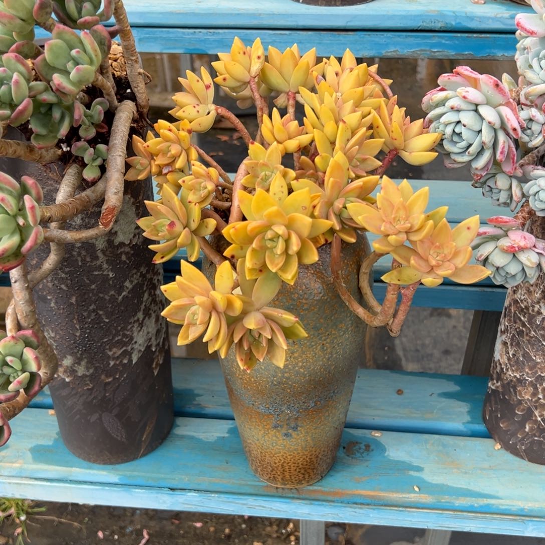 精品明月妖桩 裸根