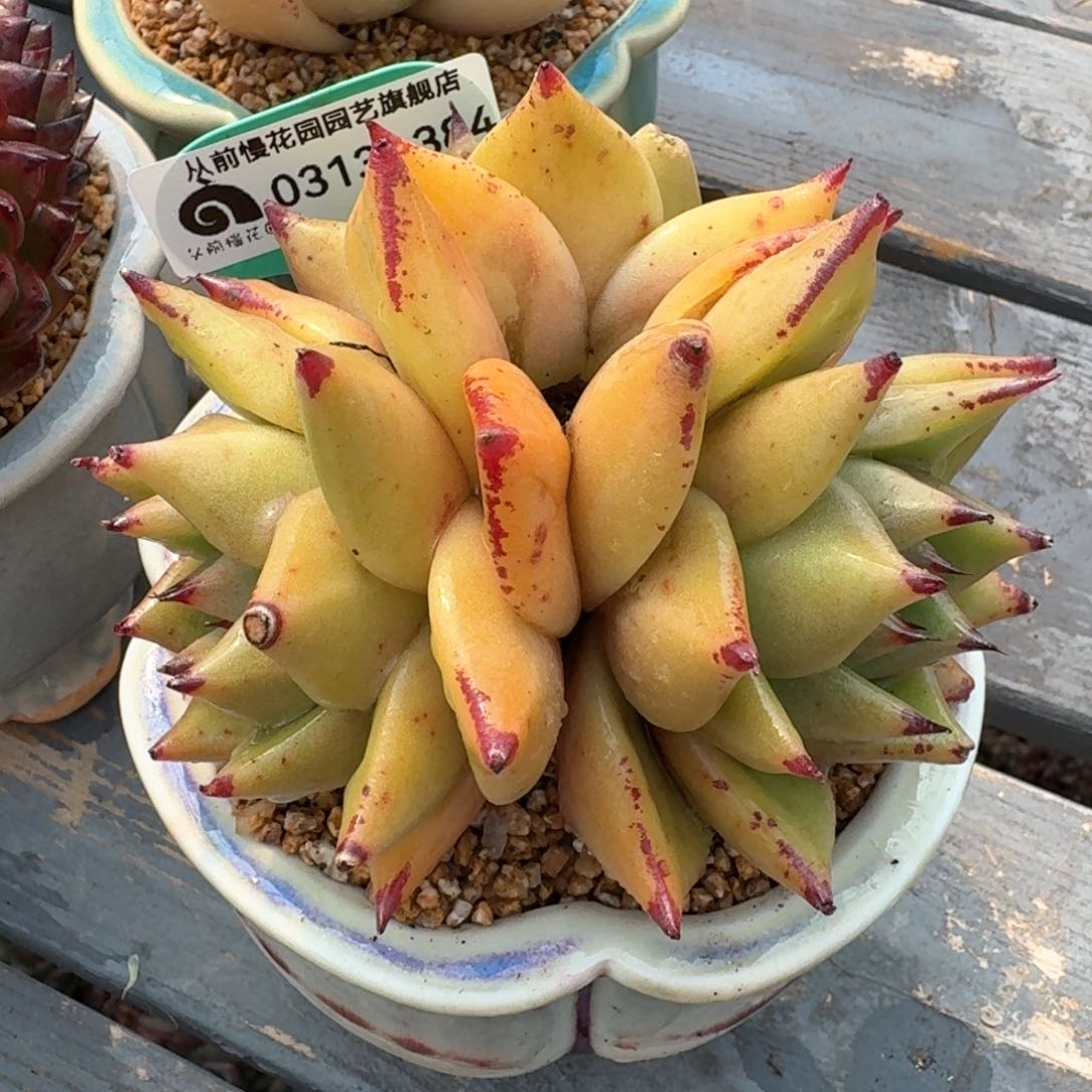 从前慢多肉精选编号0313.384