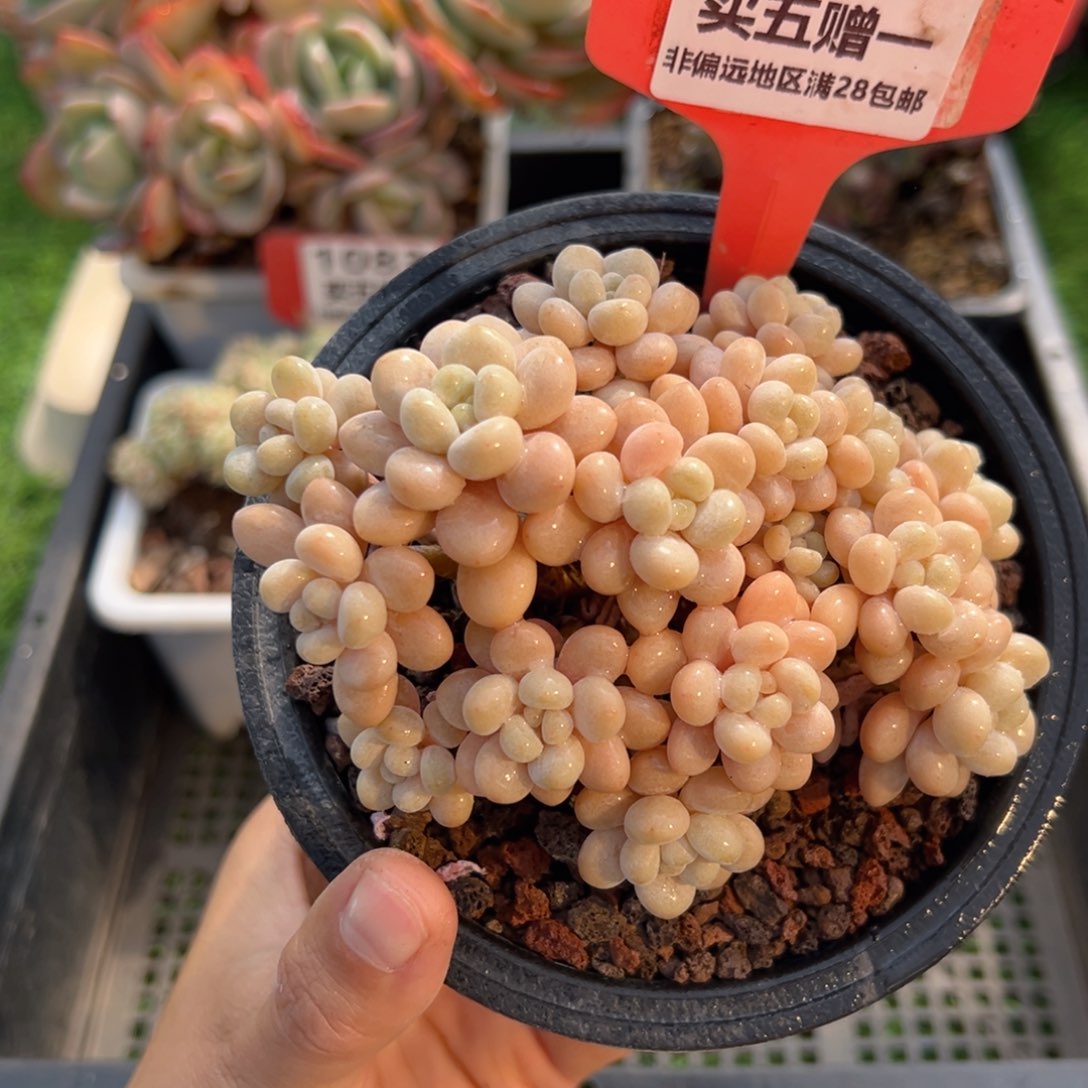 表妹精品多肉1085.