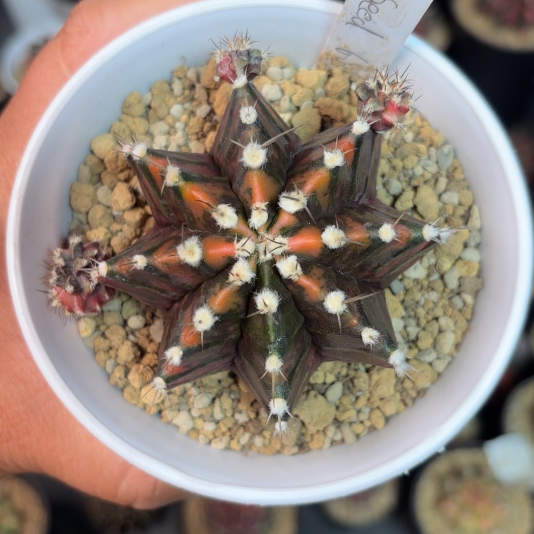 泰系乌贼母本仙人球27