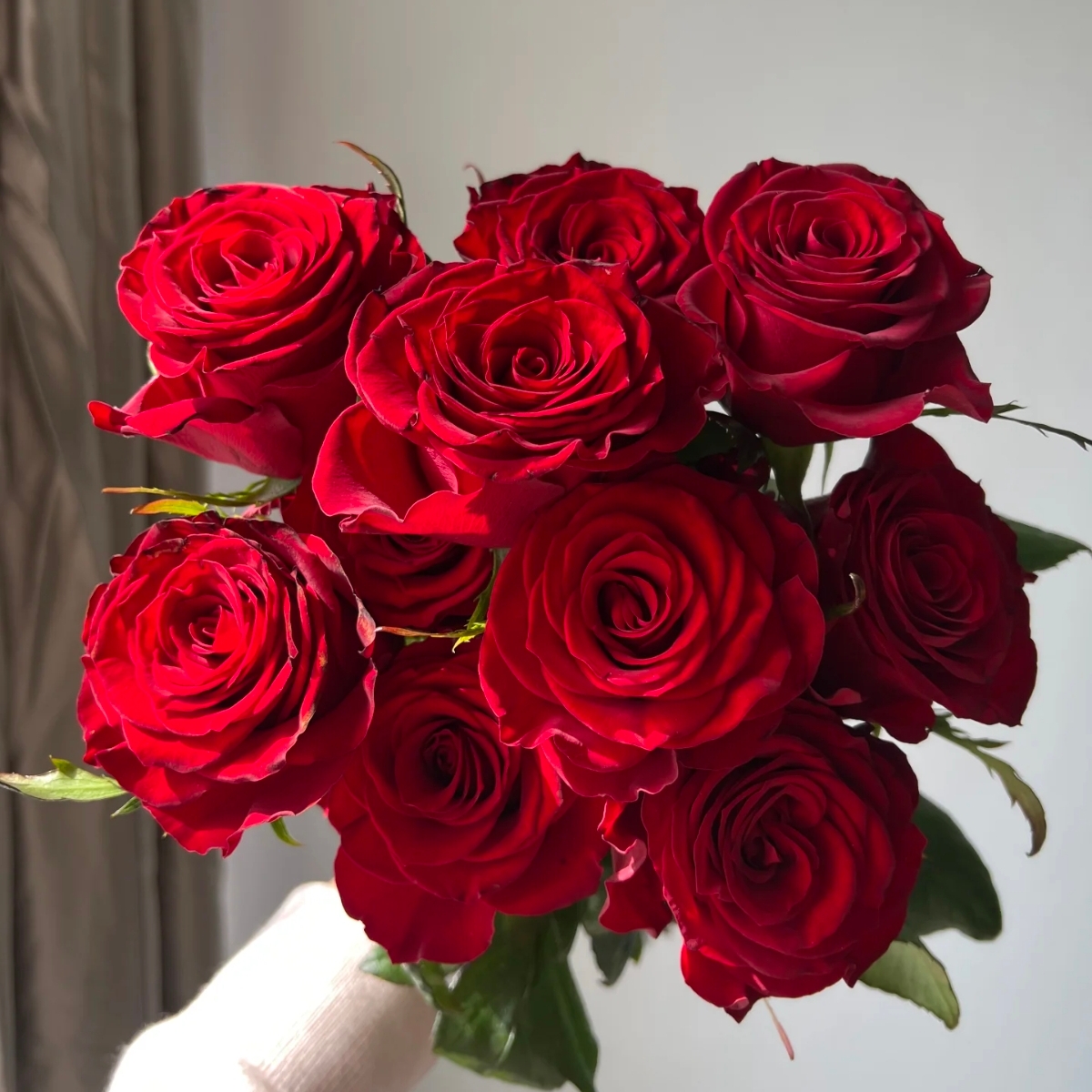 【高原红】扦插  修剪发货 深红色大花  可盆栽可地栽