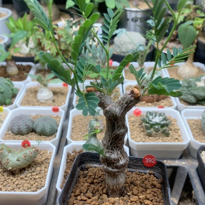 沙漠苏木实生带盆392