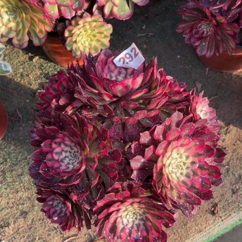 292铜壶锦朵朵多肉，