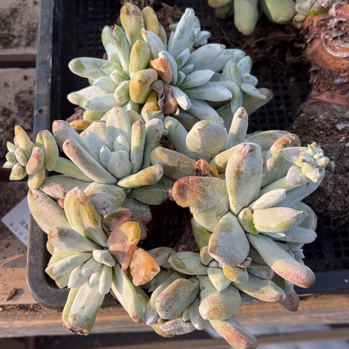 490六头拇指哈哈哈哈哈哈