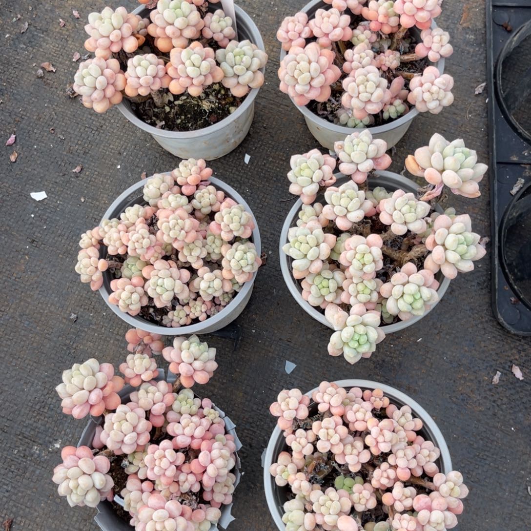 云尘多肉一物一拍不包整1027