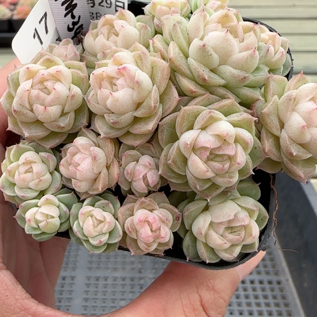 【闪购商品】0129-17（fm-34-3）