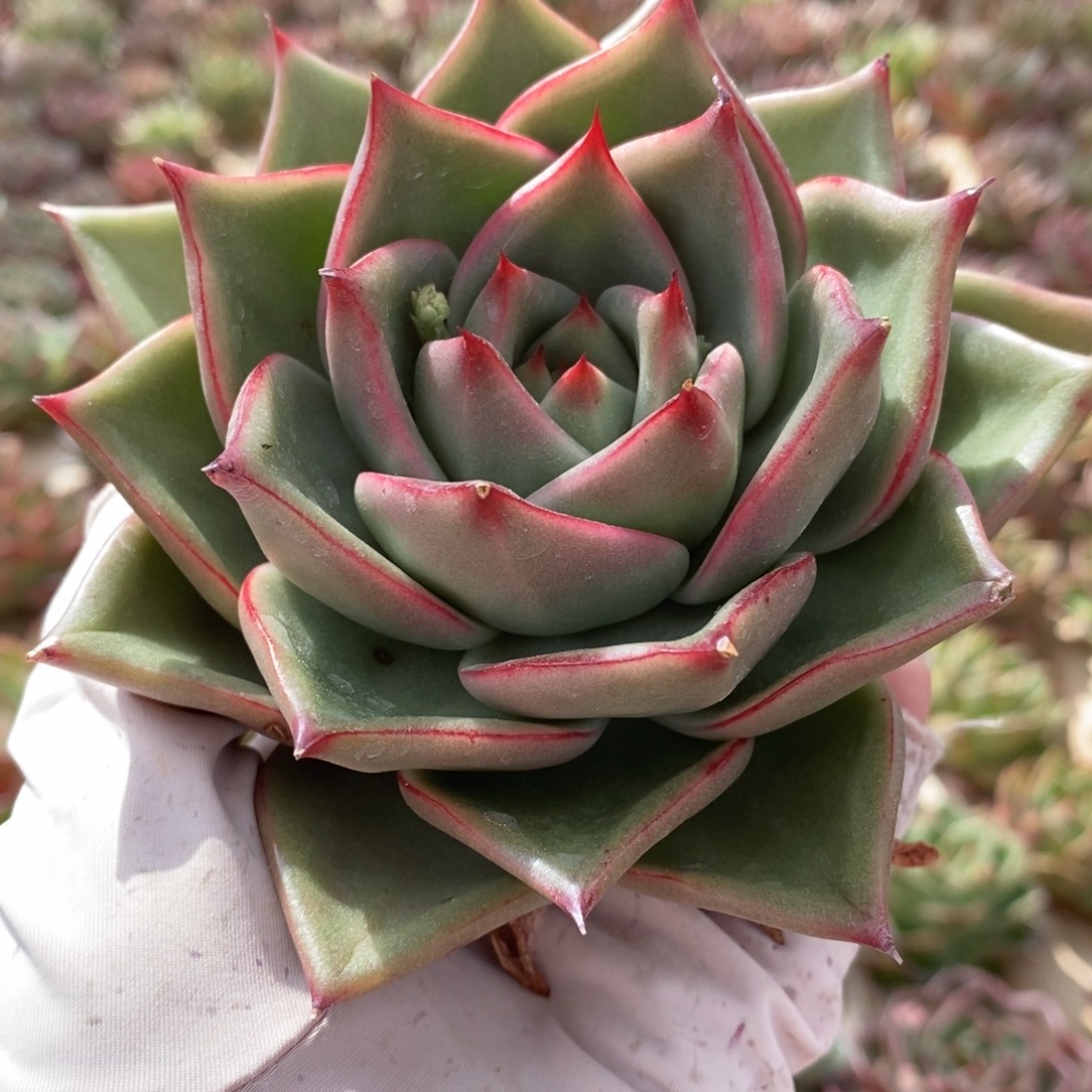 无花朵边线宽叶冠服12