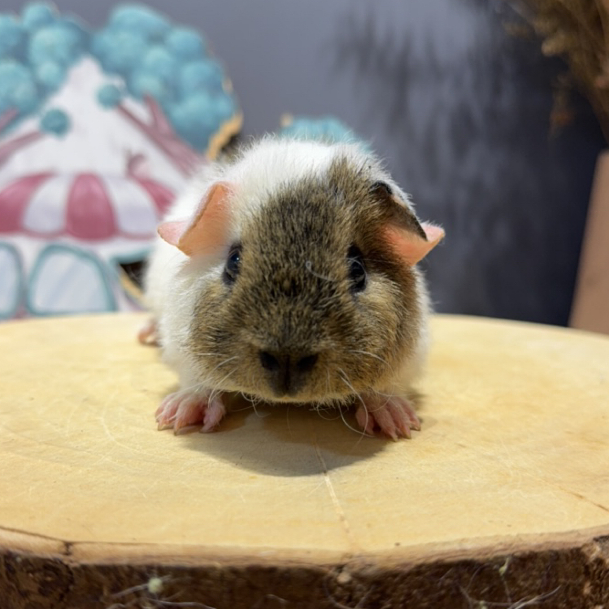 美泰面具荷兰猪弟弟