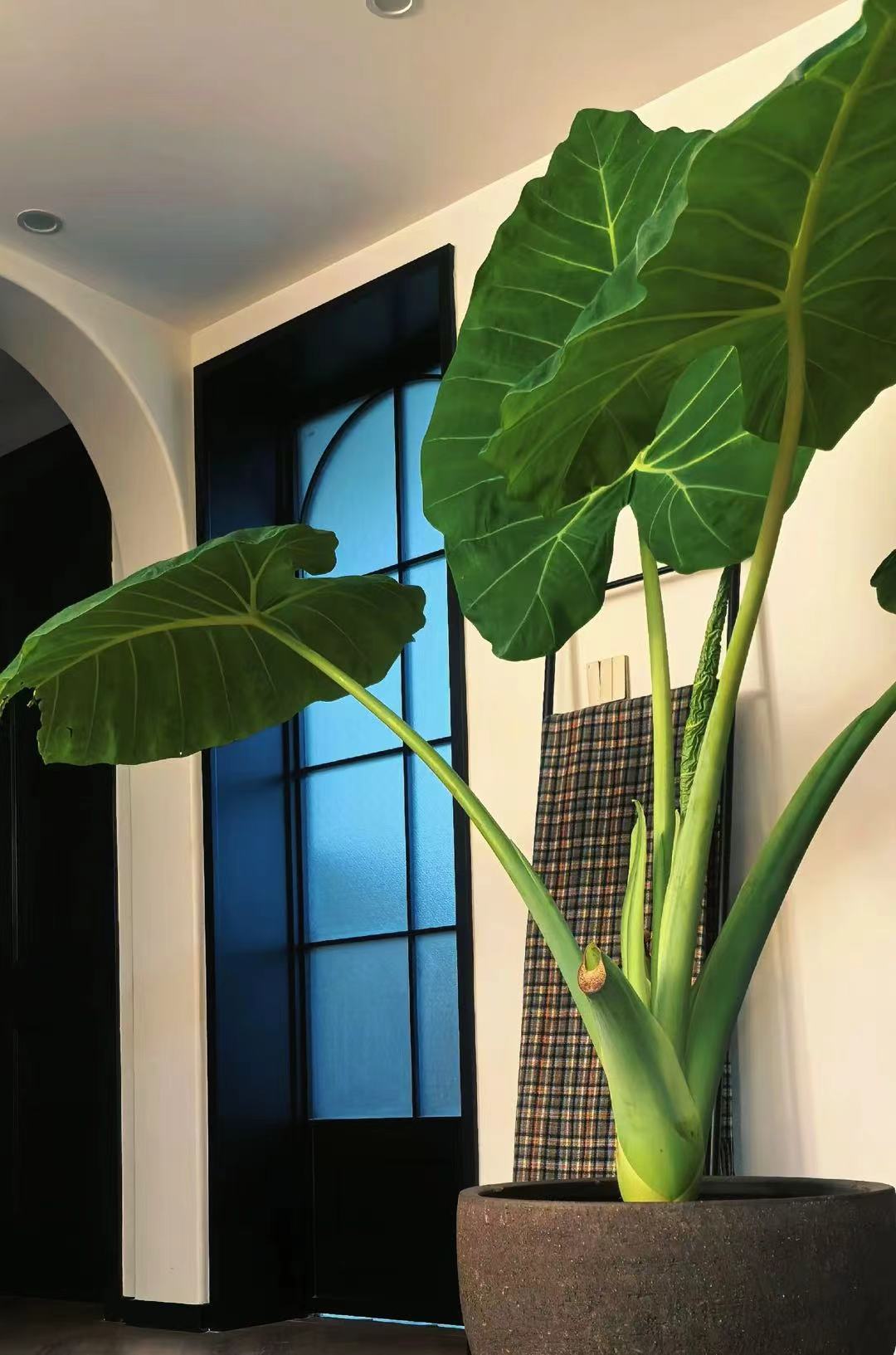 15CM直径象耳芋6年根桩巨型懒人绿植盆栽地栽造景阔叶大型绿植