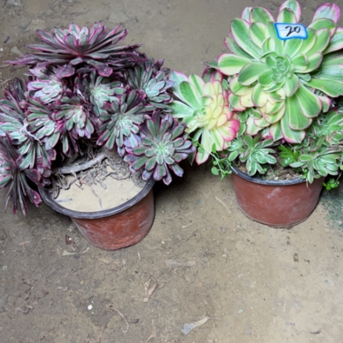 【闪购商品】多肉植物海王砍过不售后20