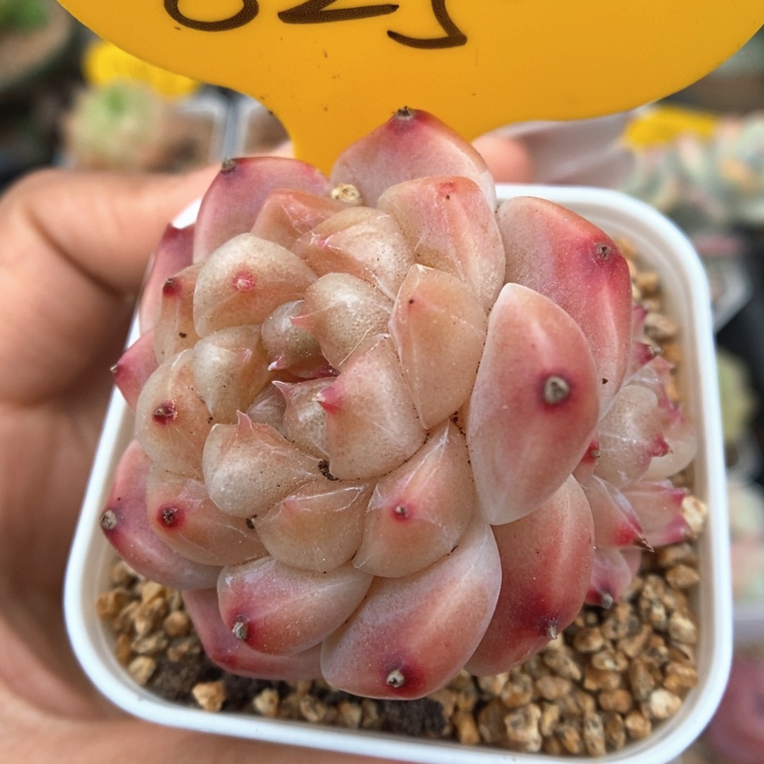 冰魄双头825号。    