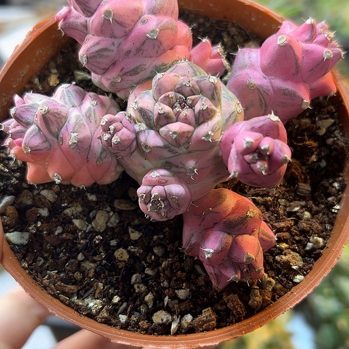 21号自根将军阁锦9.2公分