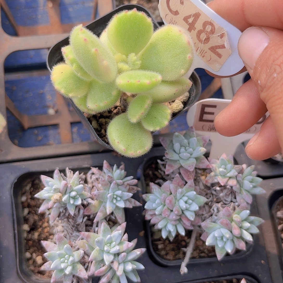 C482彩虹熊一物一拍