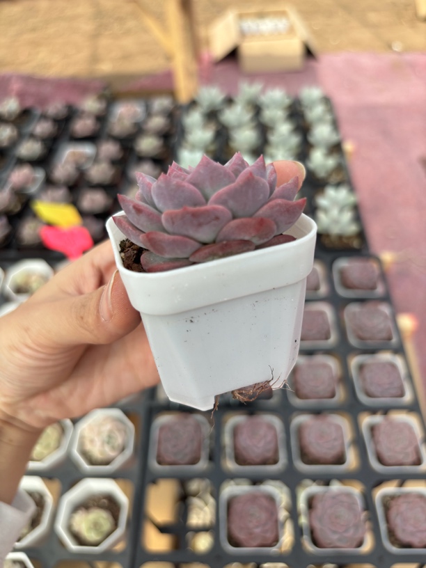 精品红琥珀多肉植物