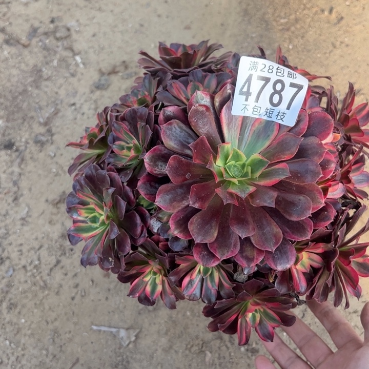 美杜莎多肉植物法师4787