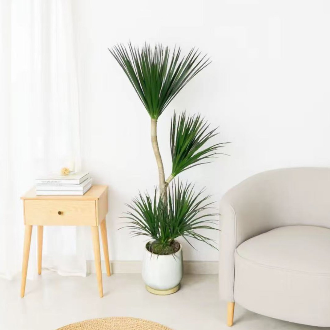 ·(顺丰包邮1.4-1.6米黑珍珠)龙血树大型客厅绿植四季常绿耐寒好养